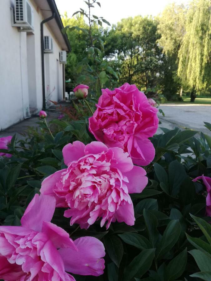 Agriturismo Boschi Reggiolo Zewnętrze zdjęcie